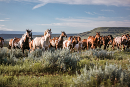 herd of horses in montana